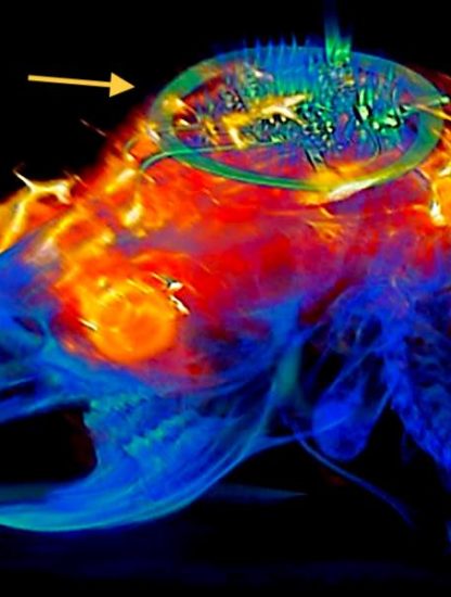 dispositif controle neurones lumiere sans batterie sur animal