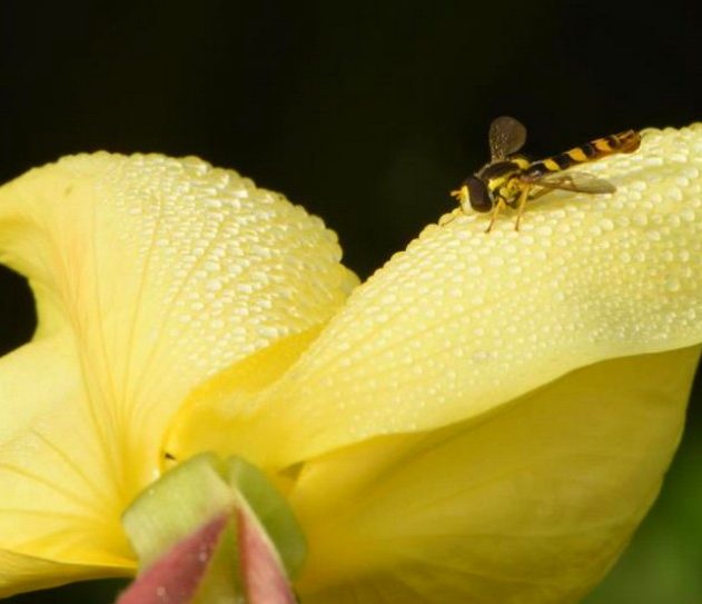 fleur oreille audition vibrations sonores abeilles nectar