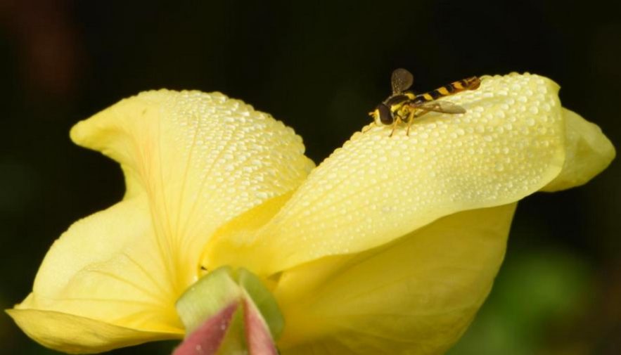fleur oreille audition vibrations sonores abeilles nectar