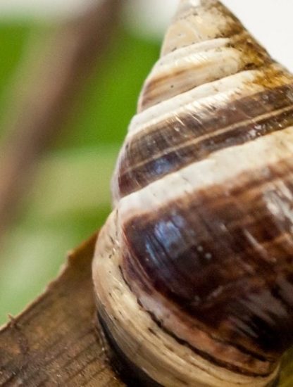 escargot espece eteinte extinction hawaii archipel iles