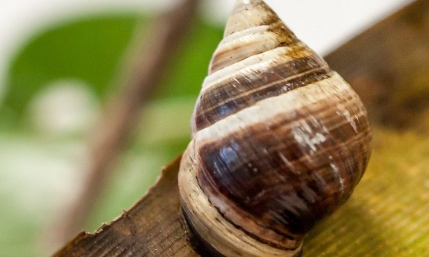 escargot espece eteinte extinction hawaii archipel iles