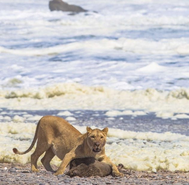 lionne chasse phoque