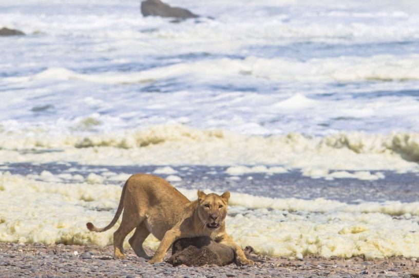 lionne chasse phoque
