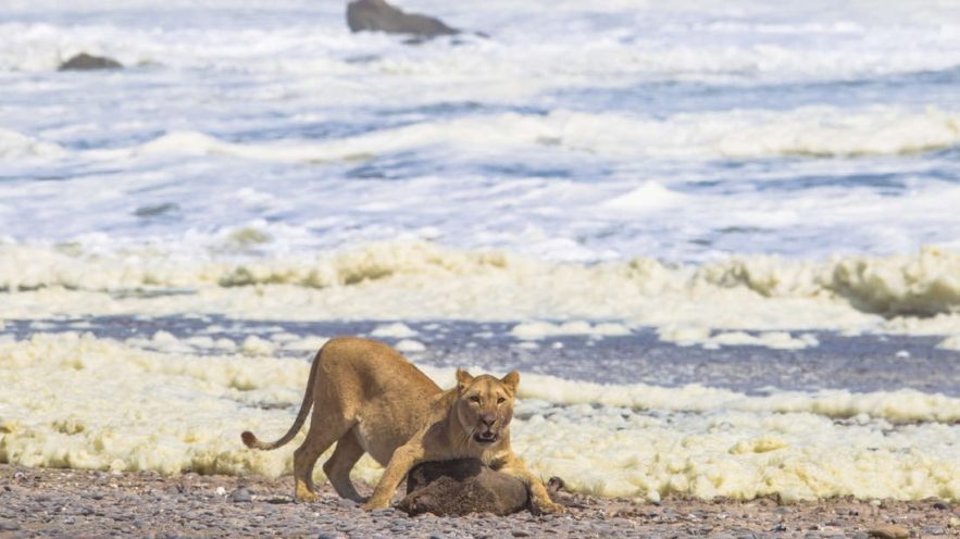 lionne chasse phoque