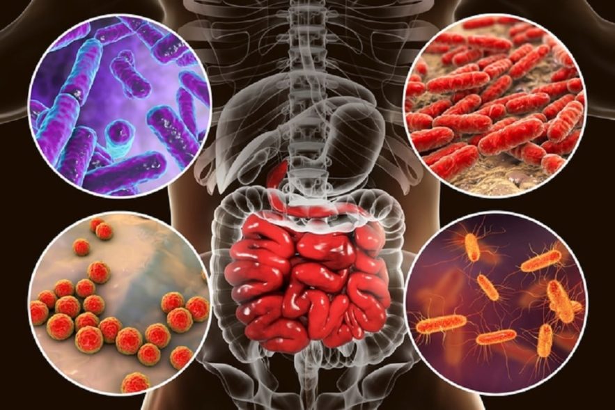 microbiome bacteries age