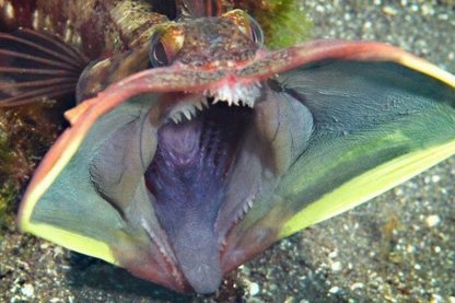 neoclinus blanchardi poisson grande bouche coloree couleur communication