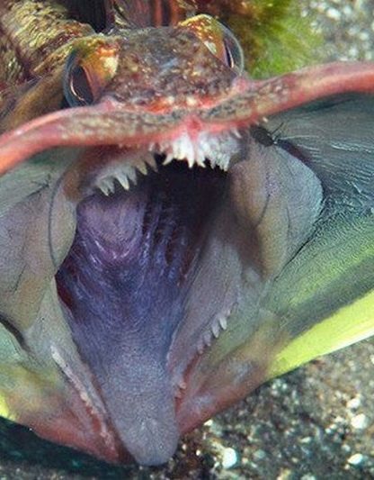 neoclinus blanchardi poisson grande bouche coloree couleur communication