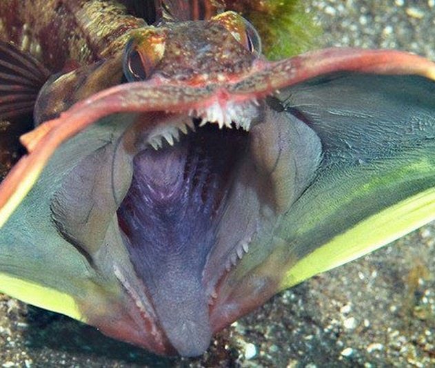 neoclinus blanchardi poisson grande bouche coloree couleur communication