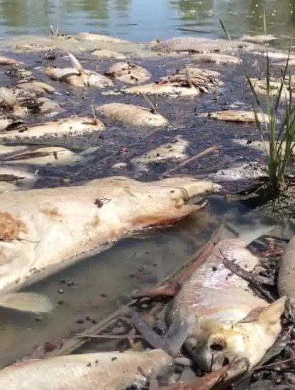 poissons bord riviere