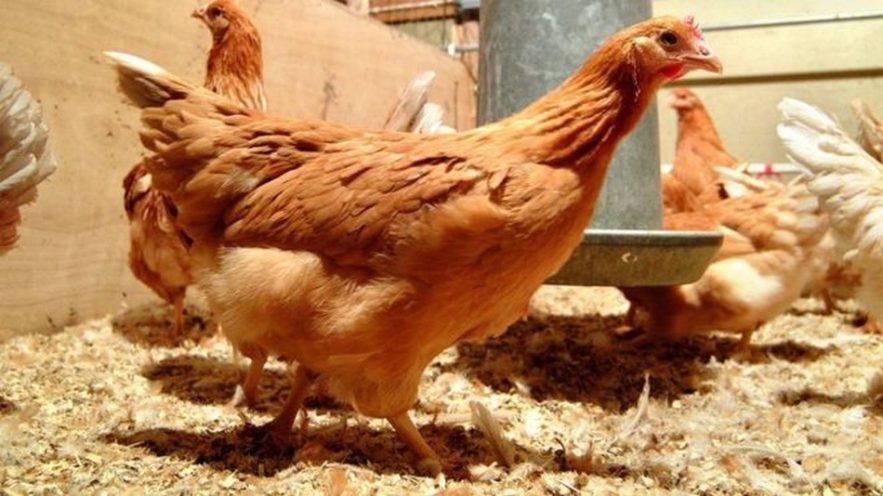 poulet poule oeuf genetiquement modifie medicament