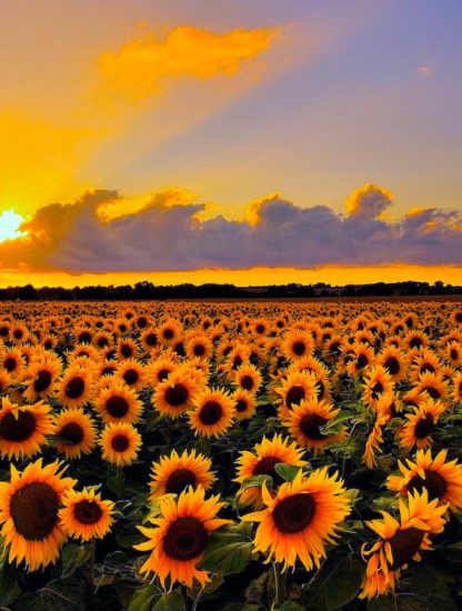 tournesol reconnaissance apparenté