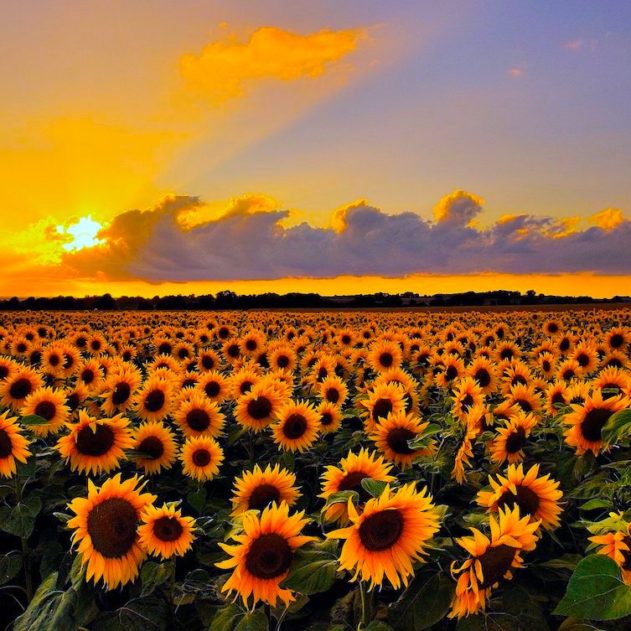 tournesol reconnaissance apparenté