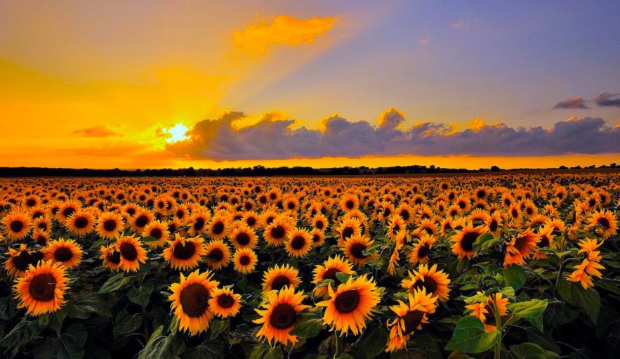 tournesol reconnaissance apparenté