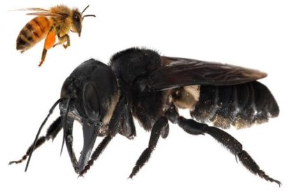 abeille de wallace
