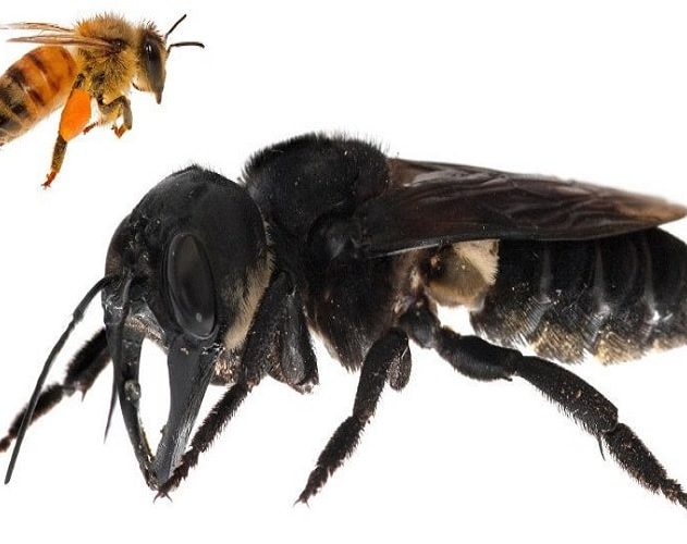 abeille de wallace