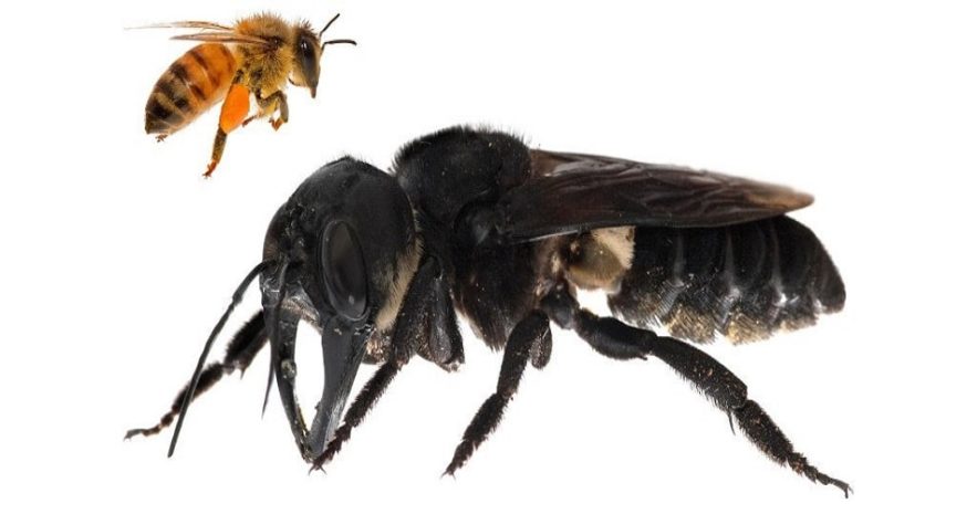 abeille de wallace