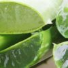 aloe vera bienfaits