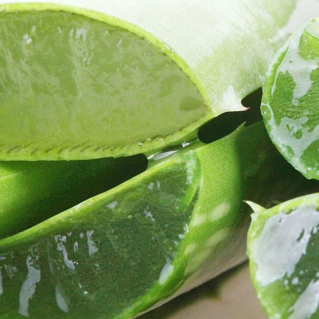 aloe vera bienfaits