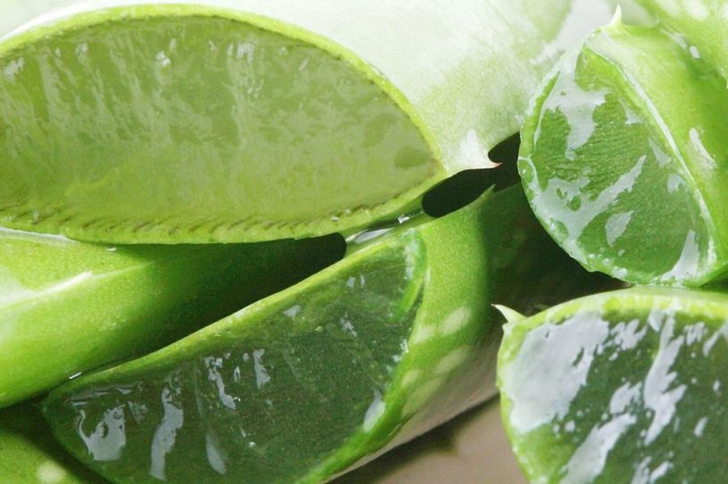 aloe vera bienfaits