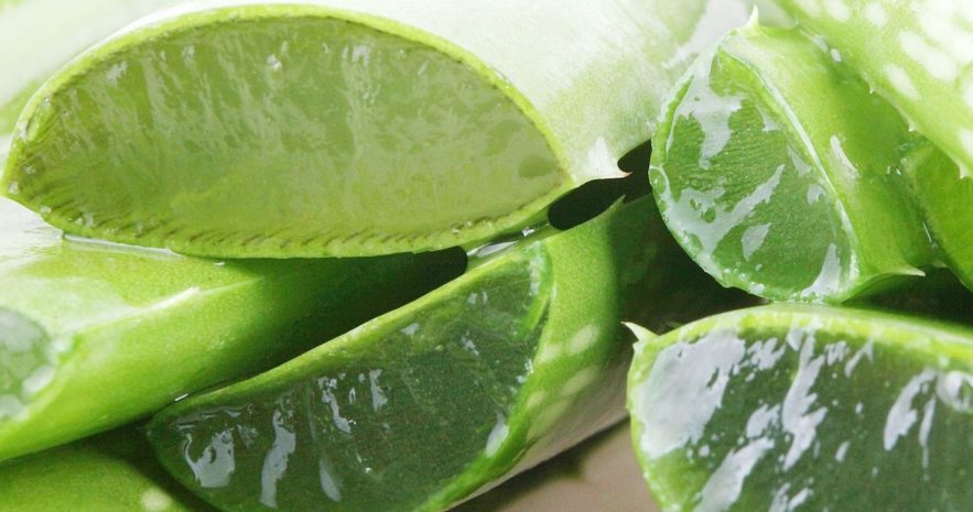 aloe vera bienfaits