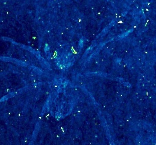 araignee fossile yeux