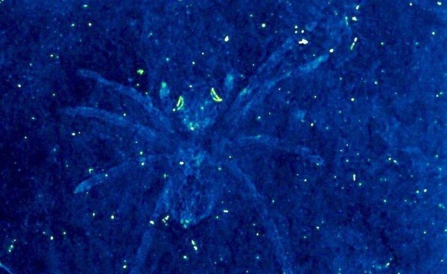 araignee fossile yeux