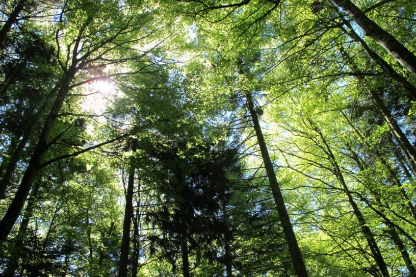 arbre plantation co2 emissions planete pollution homme forets