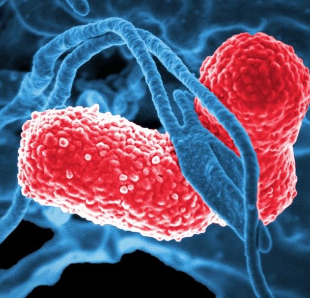 bacterie