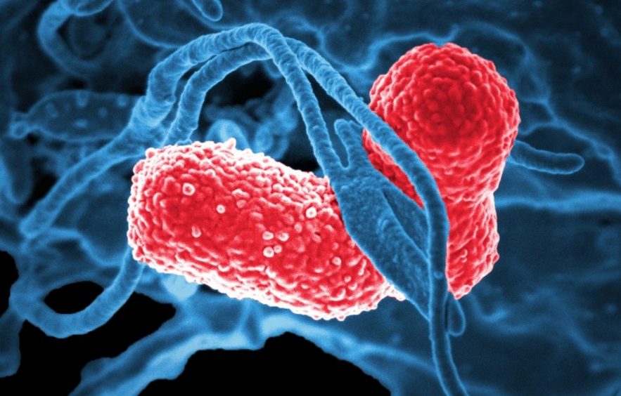 bacterie