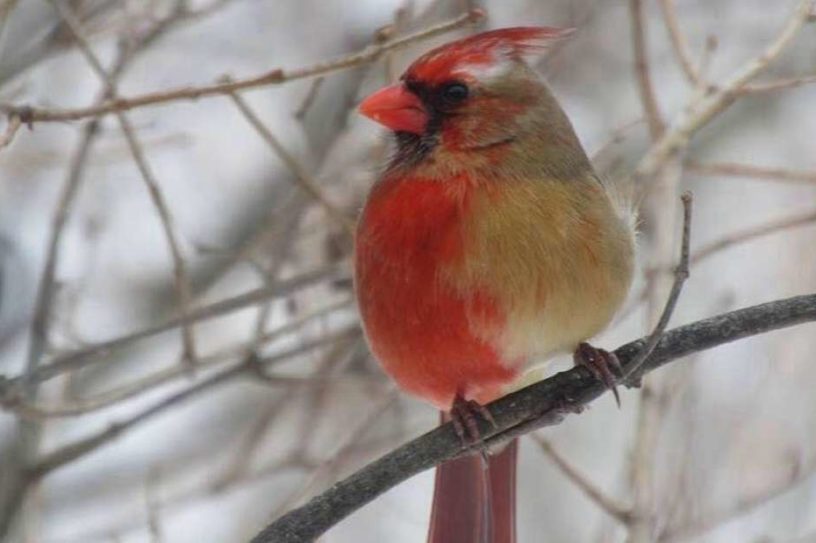 cardinal-gynandromorphisme