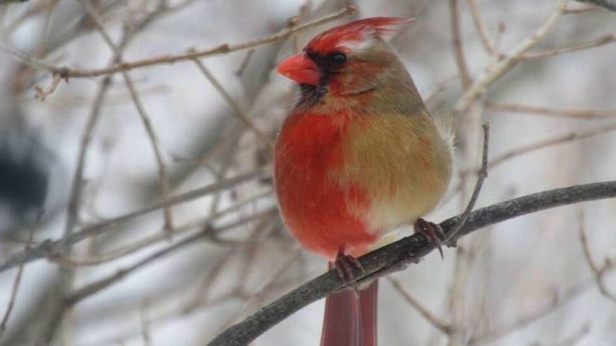 cardinal-gynandromorphisme