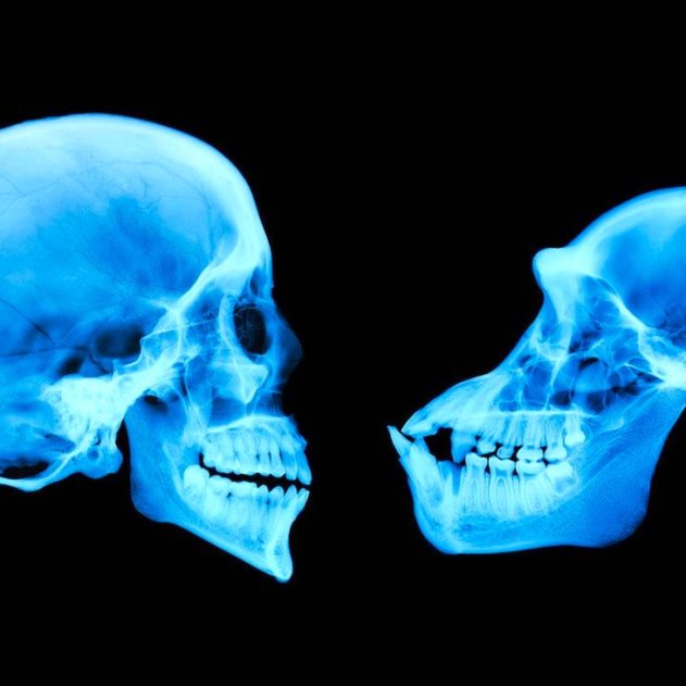 cerveau humain chimpanze