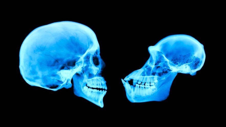 cerveau humain chimpanze