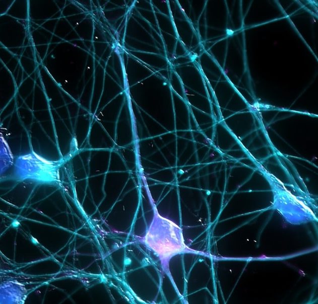 cerveau neurones conscience
