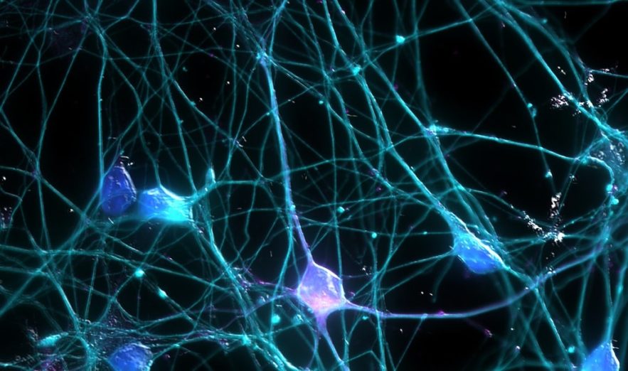cerveau neurones conscience