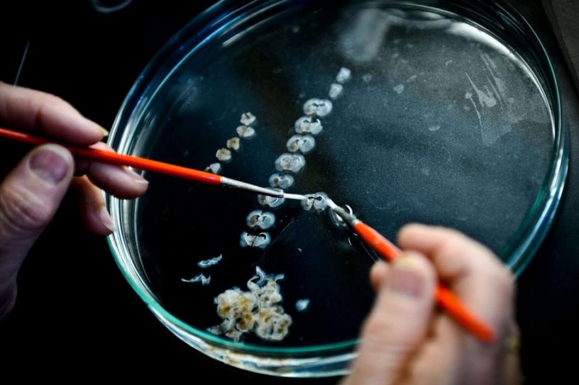 cerveau rat maladie parkinson traitement genie genetique cellules souches