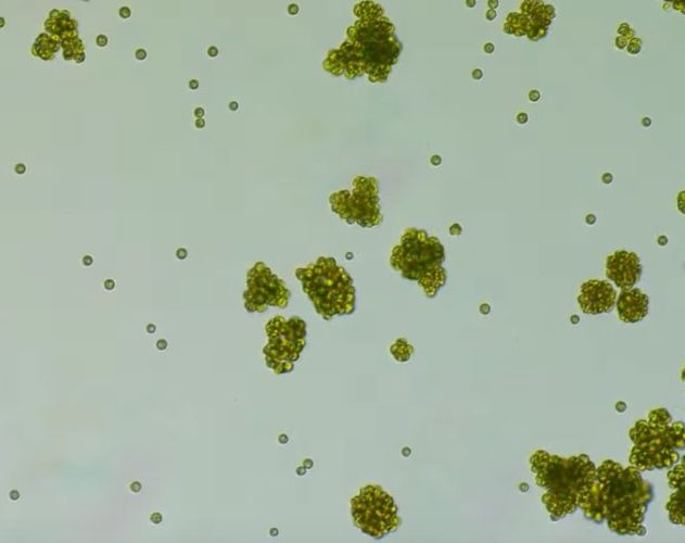 evolution unicellualire multicellulaire