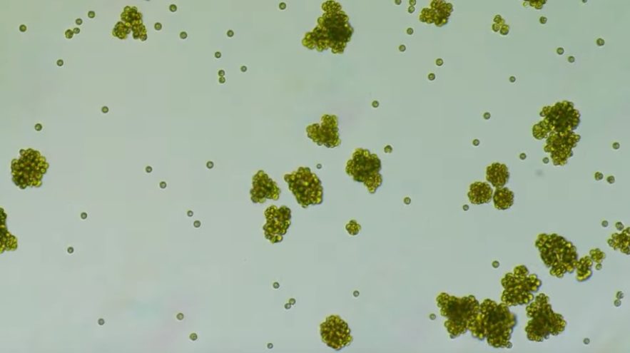 evolution unicellualire multicellulaire