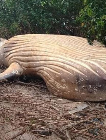 baleine morte echouee foret amazonienne amazone riviere