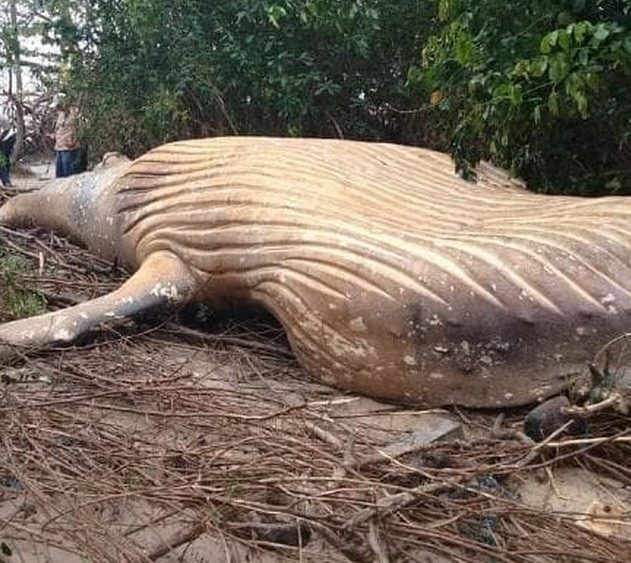 baleine morte echouee foret amazonienne amazone riviere