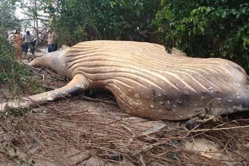 baleine morte echouee foret amazonienne amazone riviere