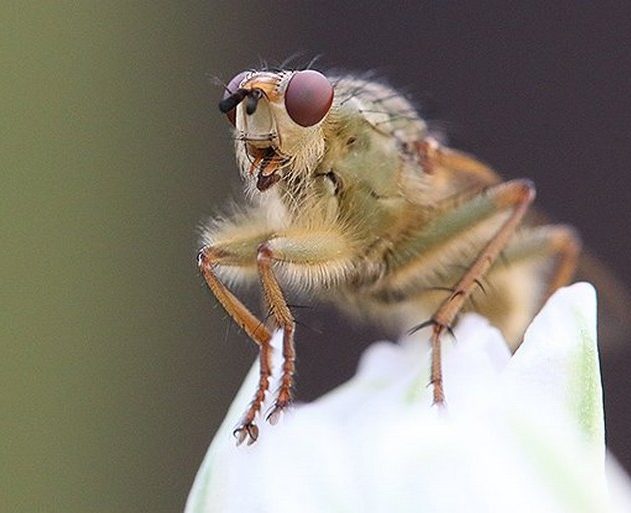 insecte extinction disparition impact homme terre planete ecosysteme destruction