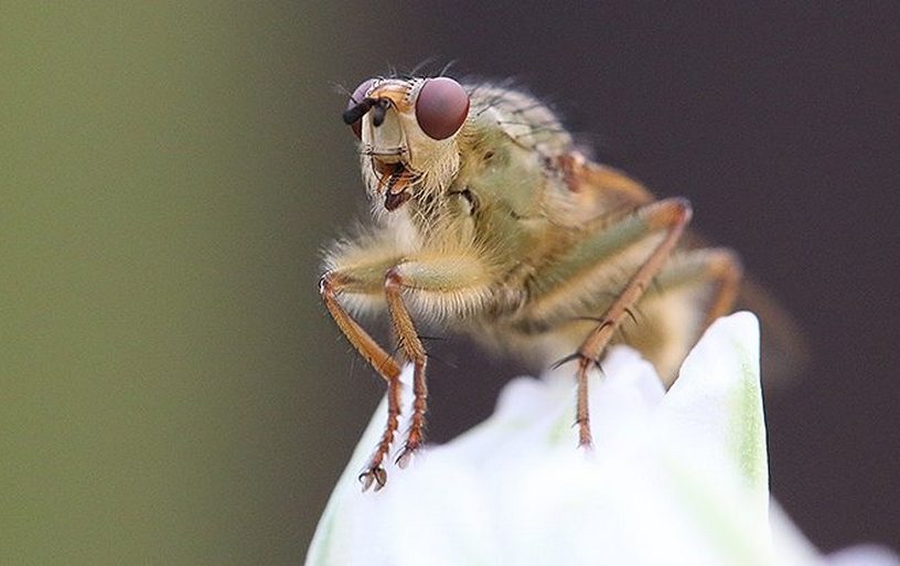 insecte extinction disparition impact homme terre planete ecosysteme destruction