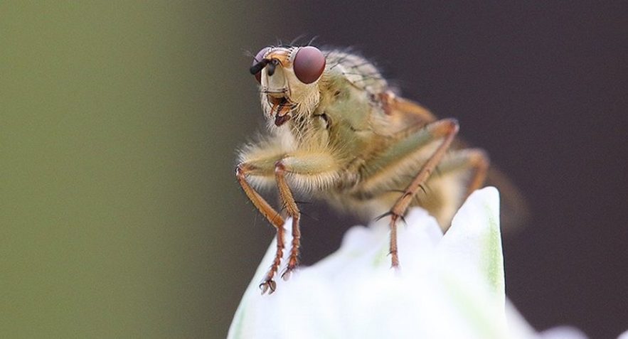 insecte extinction disparition impact homme terre planete ecosysteme destruction