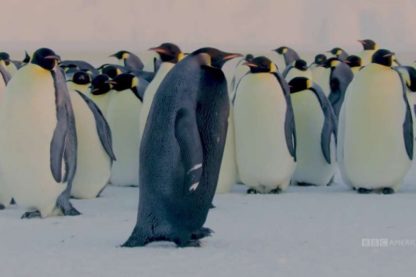 manchot empereur pingouin antarctique