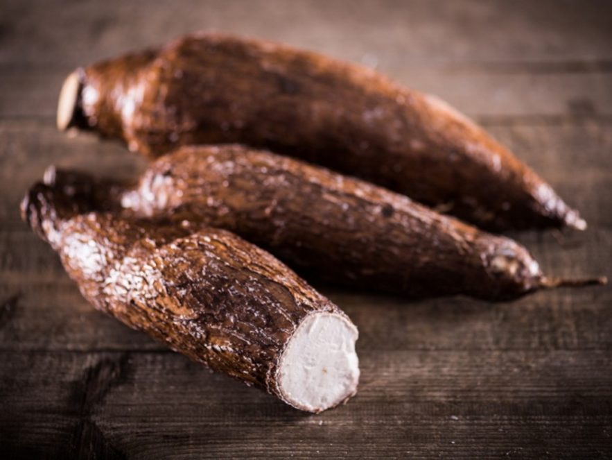 manioc genetiquement modifie ogm