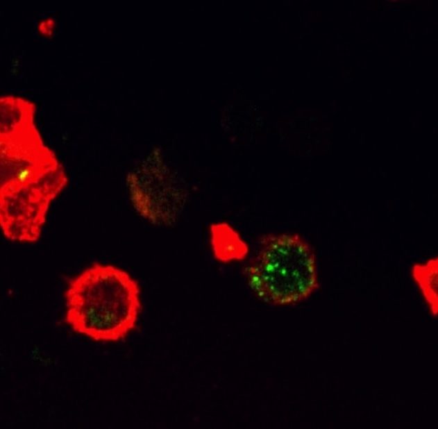 molecule prevention cancer