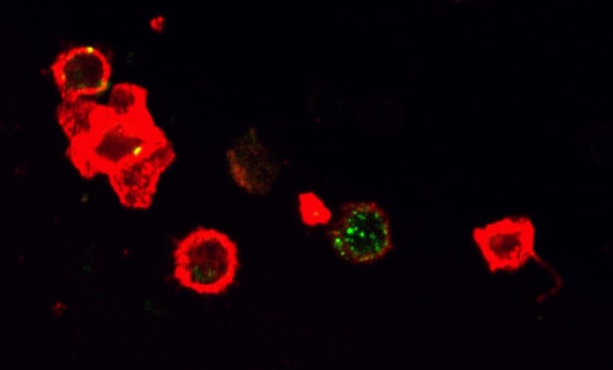 molecule prevention cancer