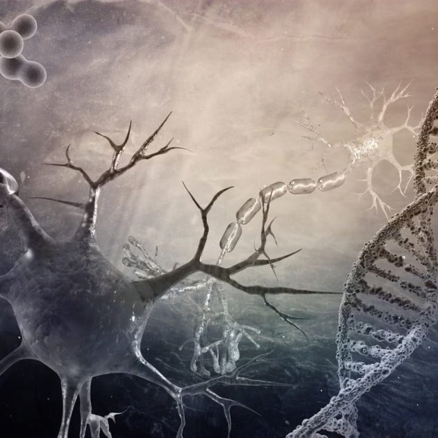 neurones maladies alzheimer