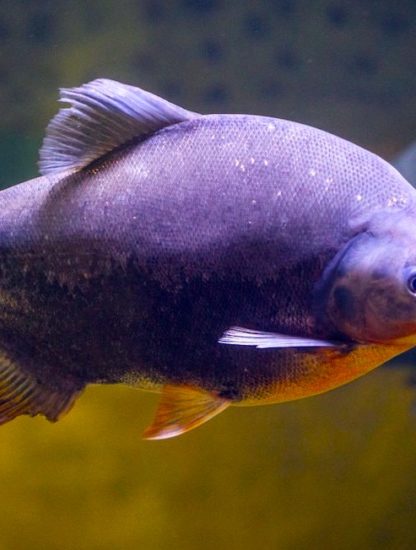 pacu antibiotique